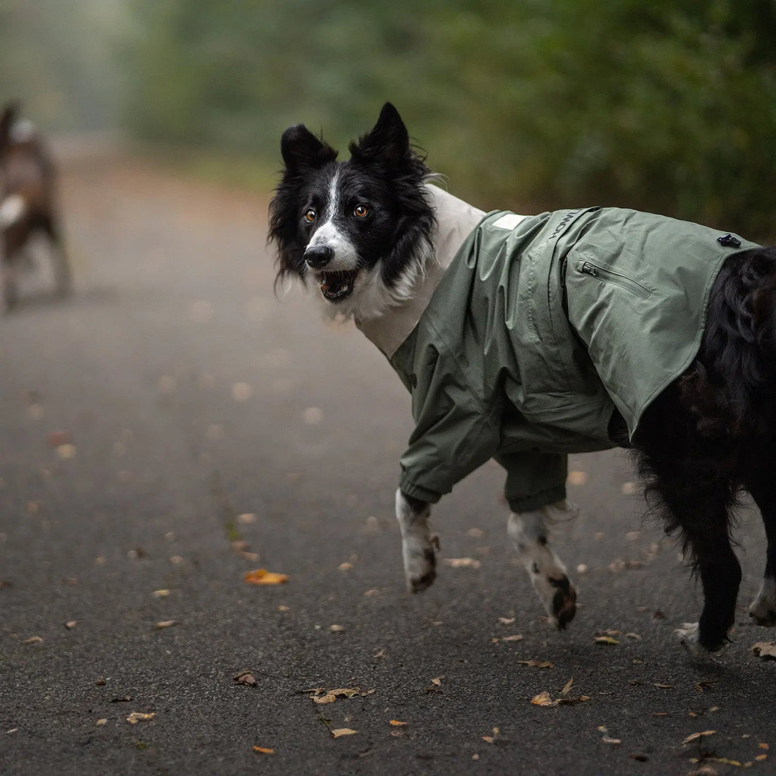 Miles Change Dogs